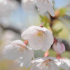 桜　2011
