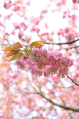 八重桜