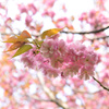 八重桜