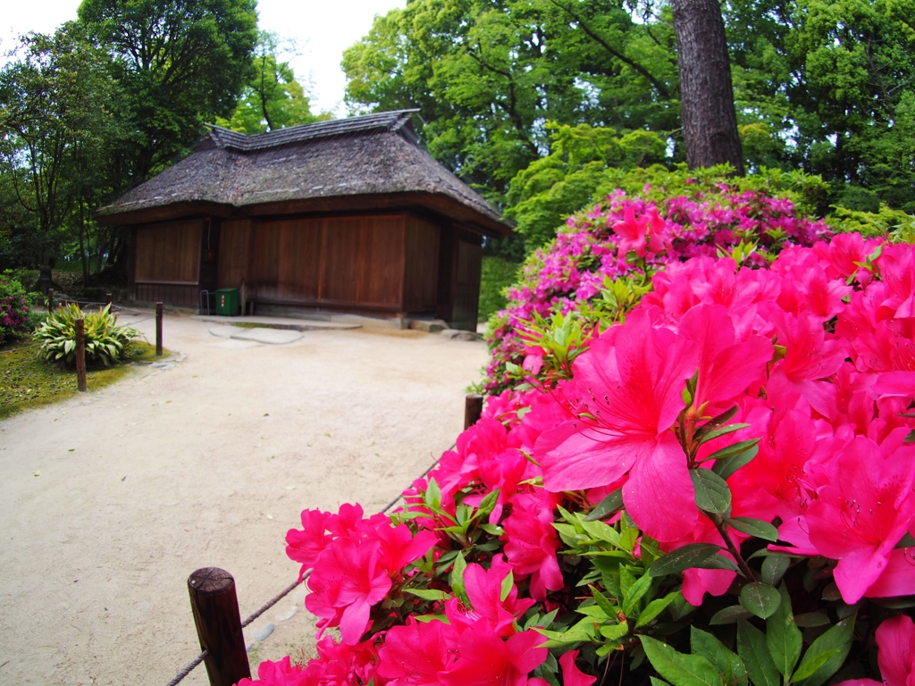 後楽園　サツキ
