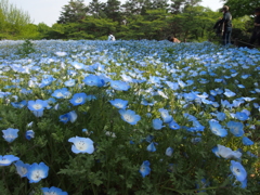 昭和記念公園のオオイヌノフグリ