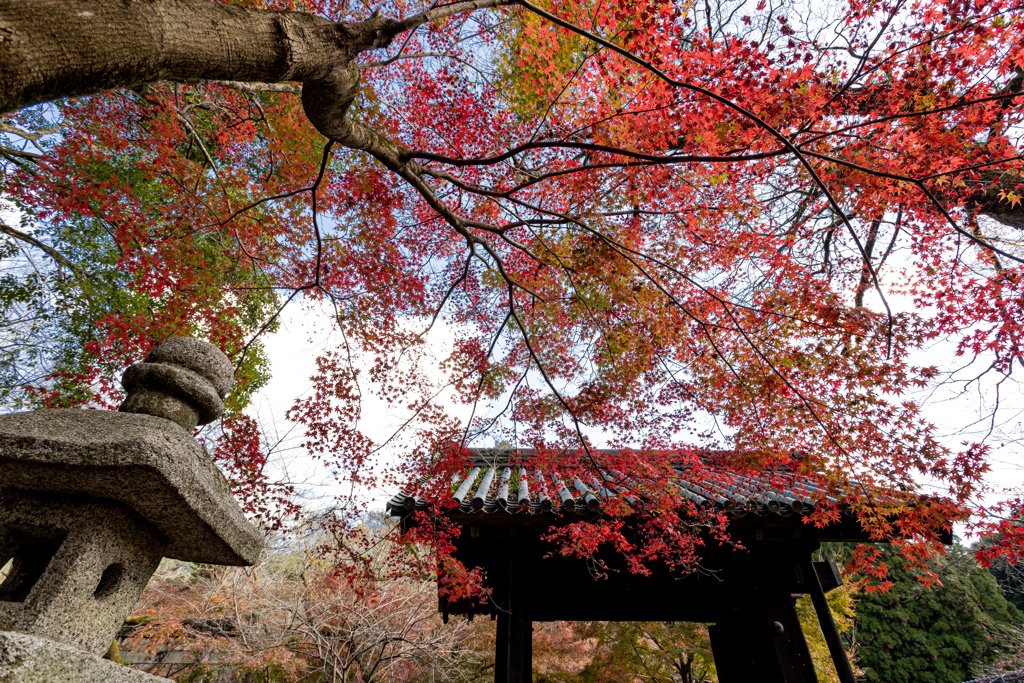 福岡秋月の紅葉２０２０　その８