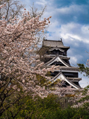 熊本城の桜５