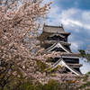 熊本城の桜５