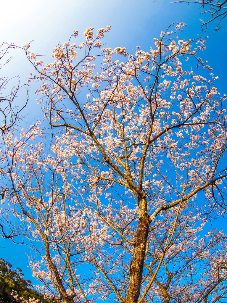 太宰府の桜２