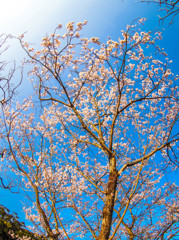 太宰府の桜２