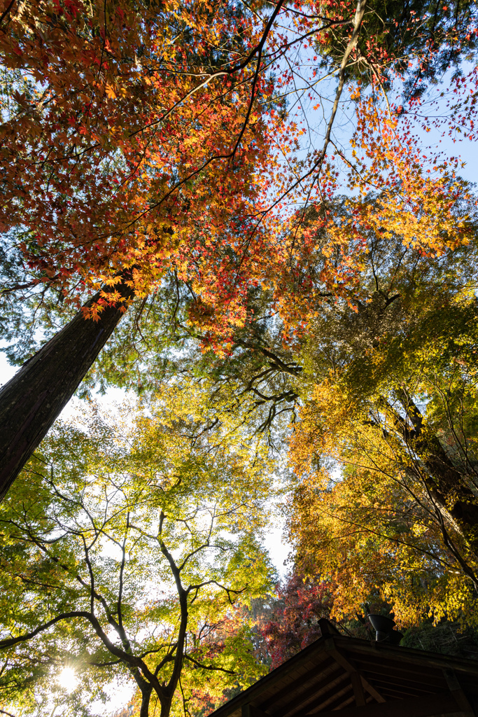 大興善寺の紅葉２０２０　その４