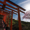 浮羽稲荷と桜　その２