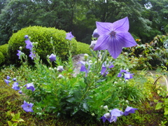詩仙堂　庭園の花