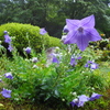 詩仙堂　庭園の花