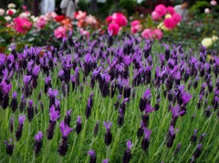 横浜 港の見える丘公園の花