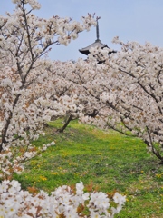 御室桜と菜の花　１