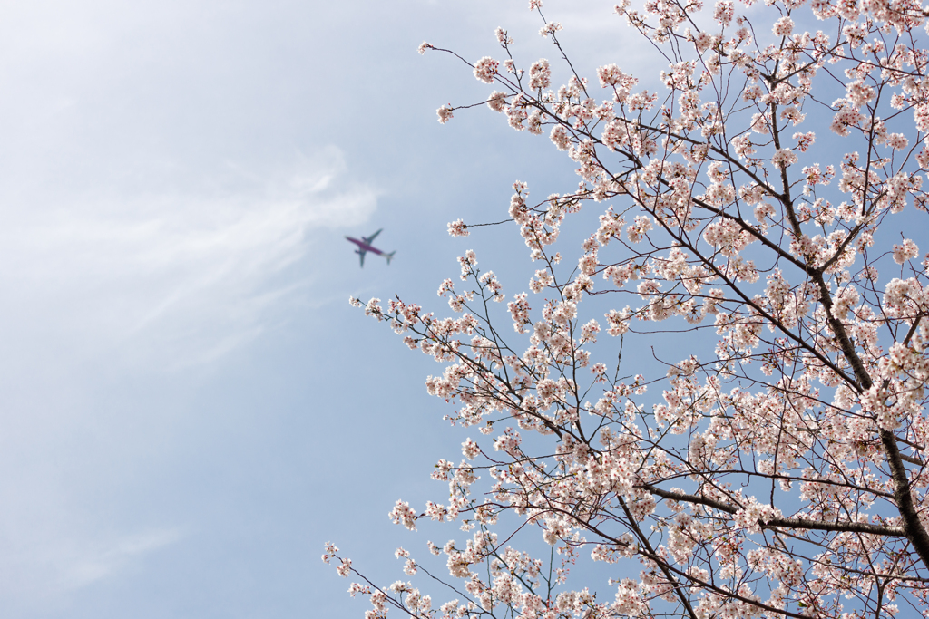 水城跡の桜