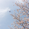 水城跡の桜