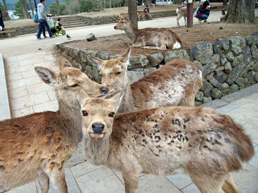 奈良公園の鹿