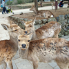 奈良公園の鹿