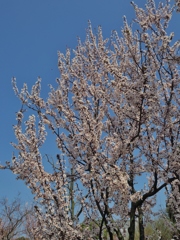 久留米　石橋文化センターの花　１