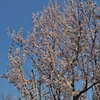 久留米　石橋文化センターの花　１