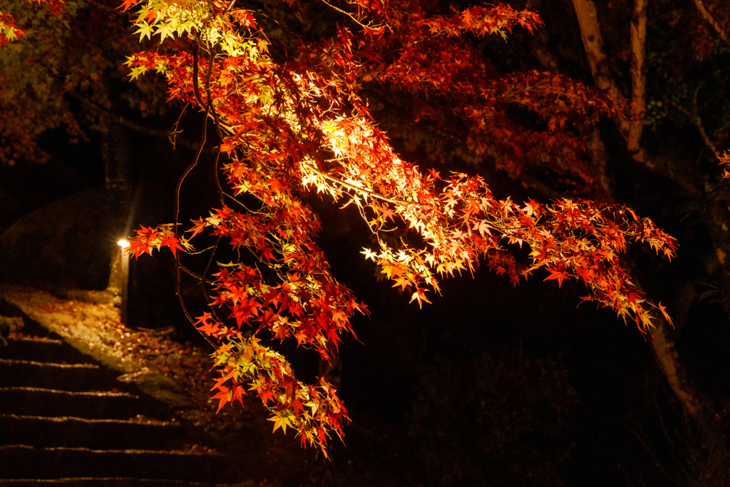 竈門神社の紅葉２０２２＃３