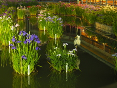 太宰府天満宮の花菖蒲ライトアップとサギ１