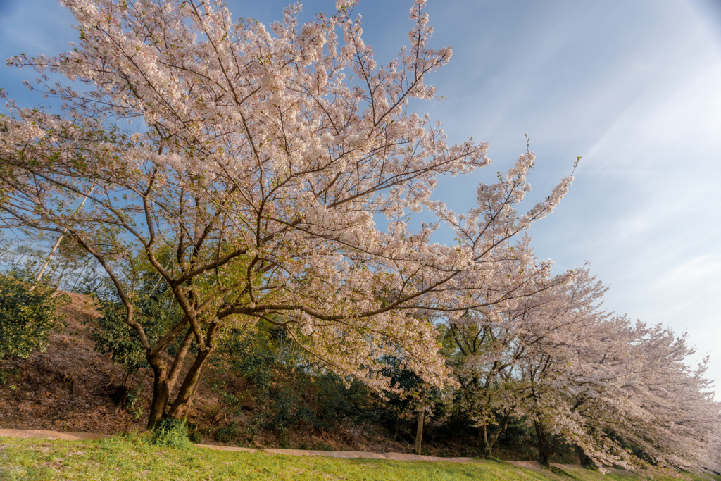 太宰府の桜2024その１１