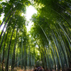 竹林
