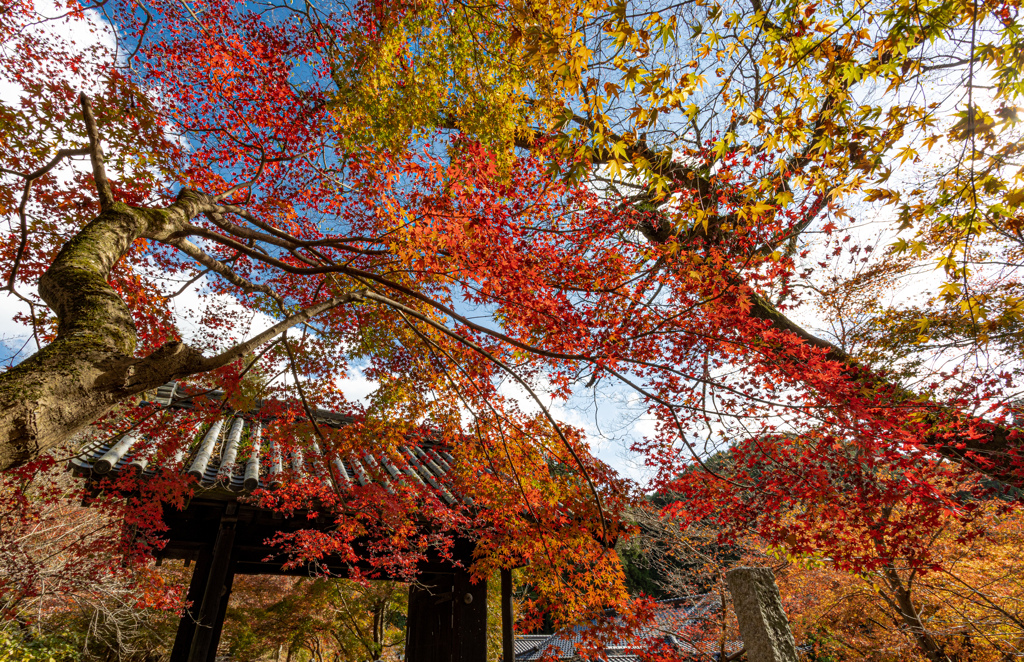福岡秋月の紅葉２０２０　その７