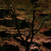 大興善寺の紅葉２０１９　その５