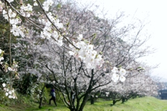 桜 開花