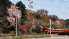 ハウステンボス号と桜