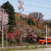 ハウステンボス号と桜