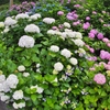 紫陽花その５