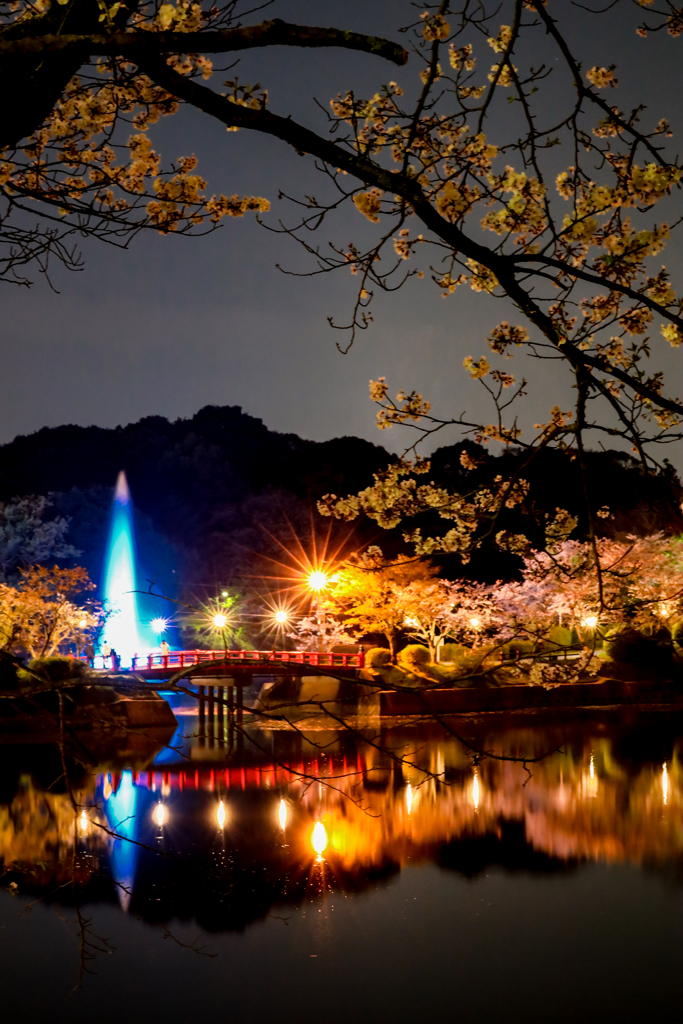 甘木公園の桜２０２０　その１４