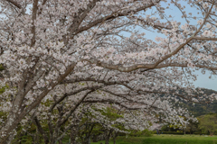 政庁跡の桜２０２０