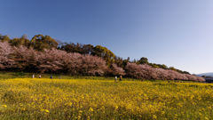 水城跡の桜と菜の花２０２２