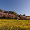 水城跡の桜と菜の花２０２２