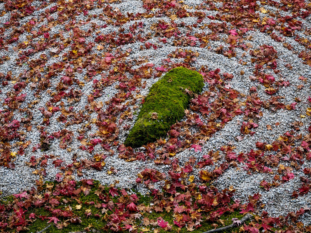 落ち葉の海に苔の島