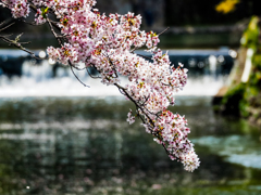 嵐山の桜