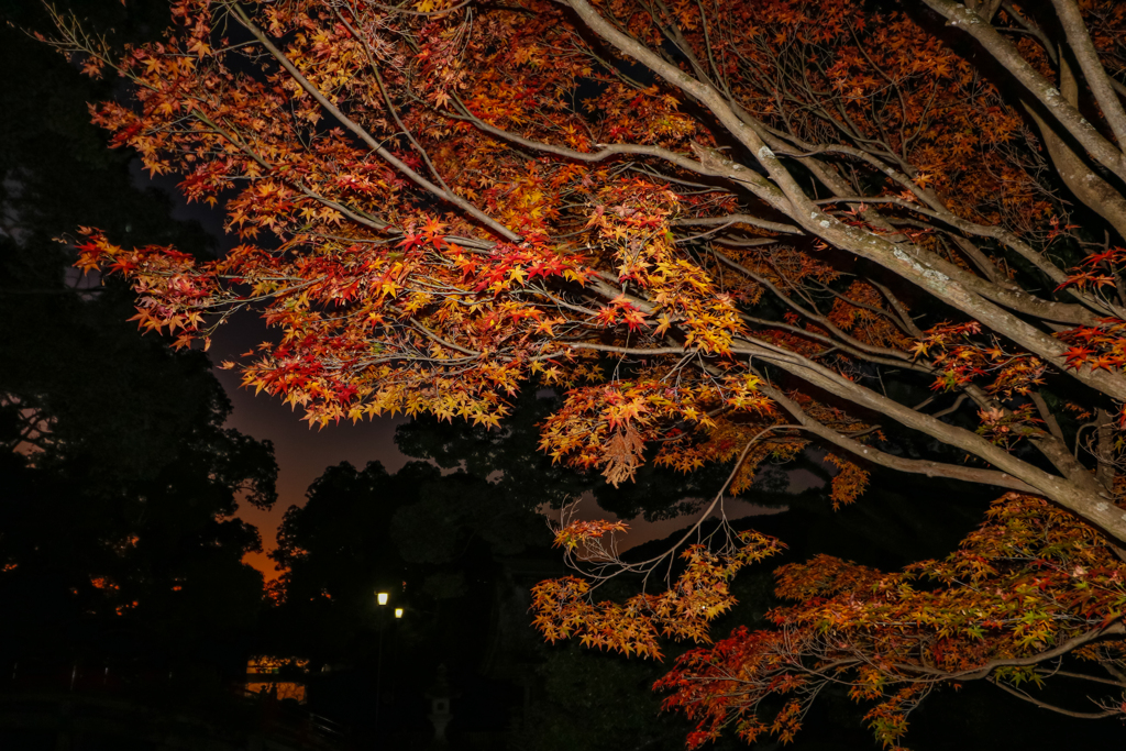 太宰府天満宮の紅葉２０１９その３