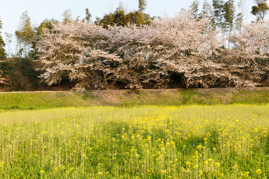 太宰府の桜2024その１０