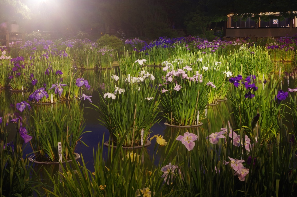 太宰府天満宮の花菖蒲ライトアップ２