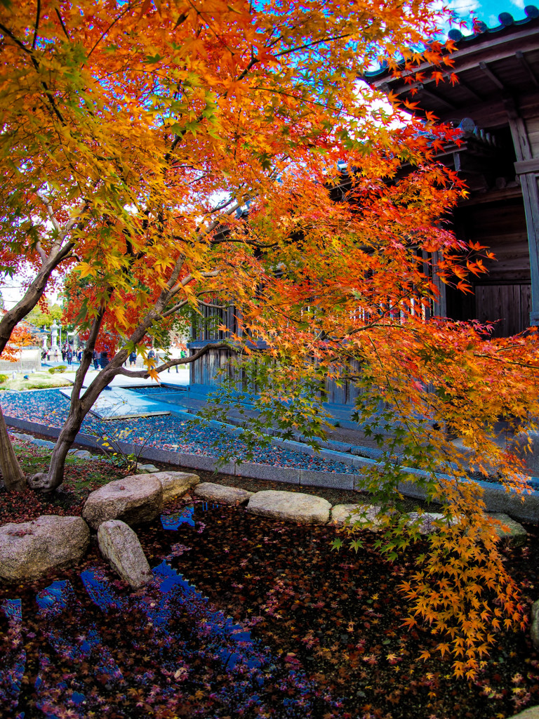 まだ残っていた紅葉