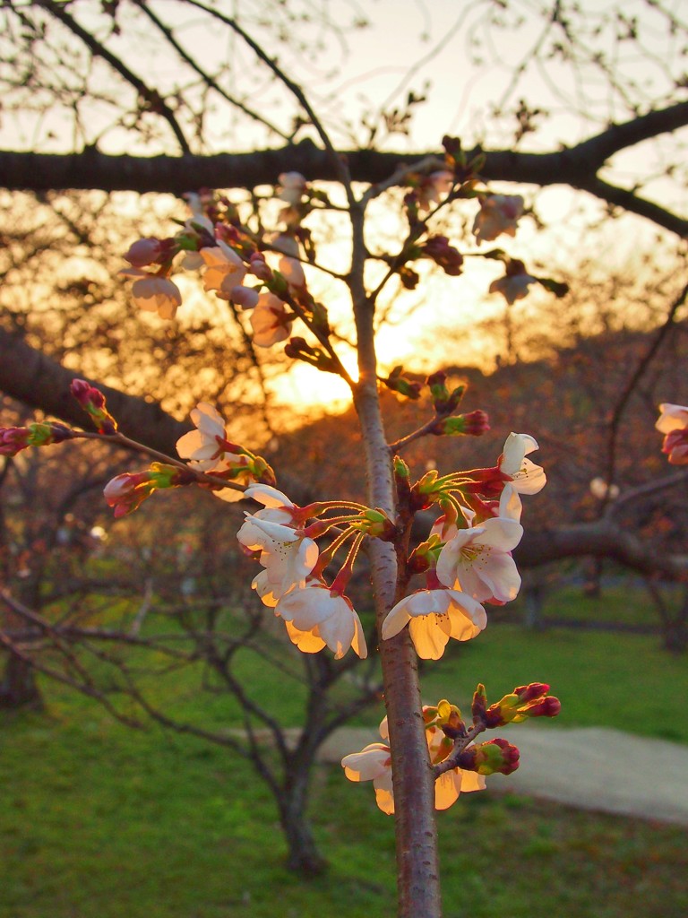 太宰府政庁跡の桜