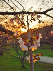 太宰府政庁跡の桜