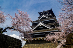熊本城の桜２