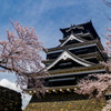 熊本城の桜２