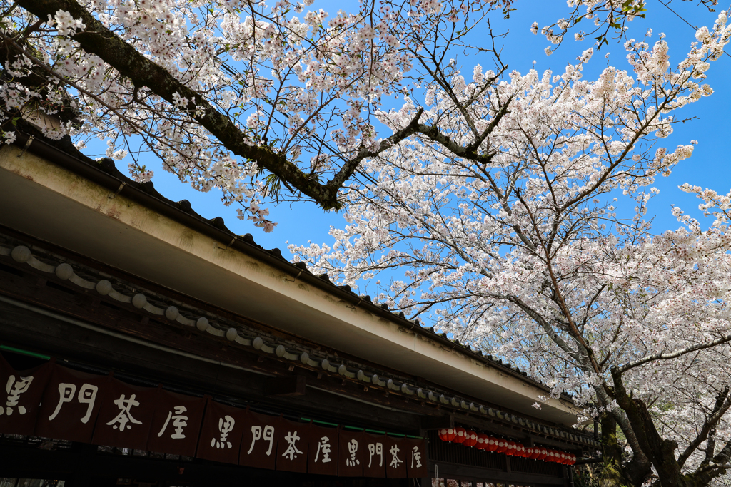 秋月の桜２０２０その４