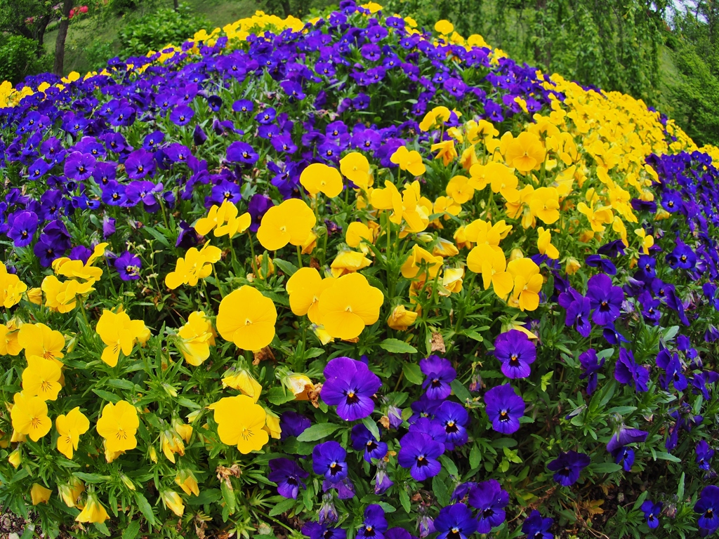 ５月の花　１
