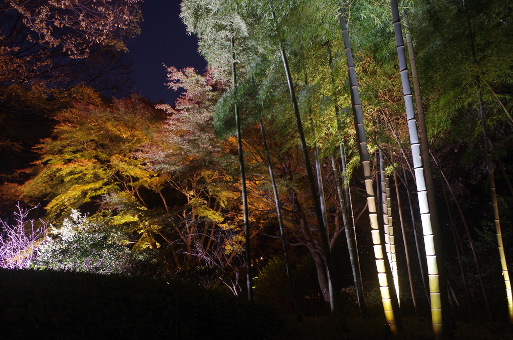 六義園の紅葉４