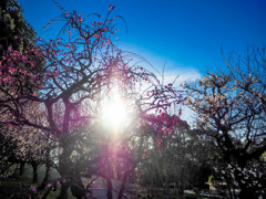 梅、太陽、青空